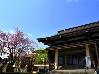 青空の下、華やかに咲く枝垂れ桜と浄得寺本堂