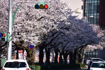 <p>A line of cherry trees iin full bloom at the entrance of Fukui Castle Ruins</p>