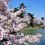 Fukui Castle in Spring