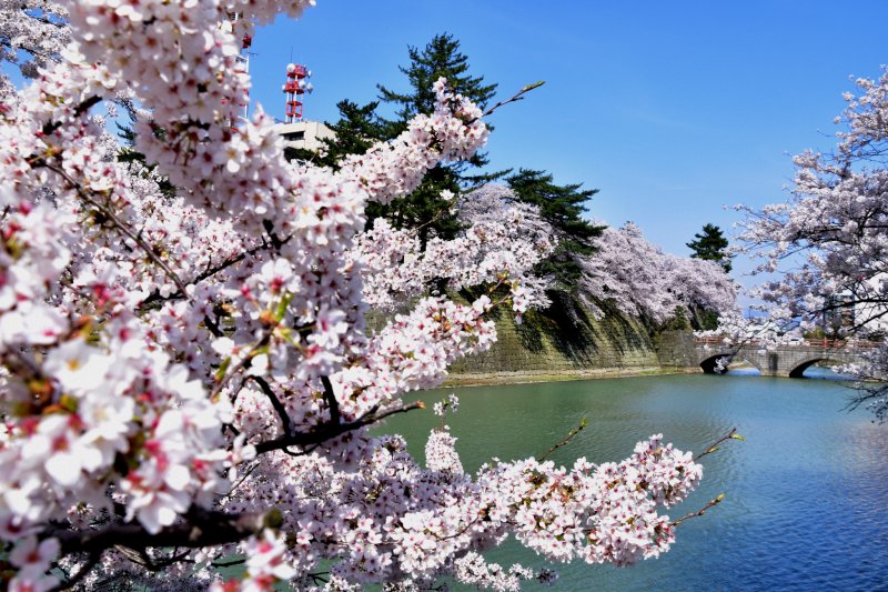 ดอกซากุระสีชมพูสุดสวยประดับประดาบนคูน้ำของปราสาท