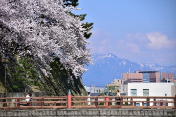 <p>Castle bridge and cherry blossoms seen with snow-capped mountains in the distance</p>