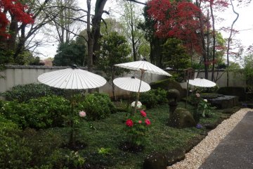 Peony Garden at Ueno Toshogu