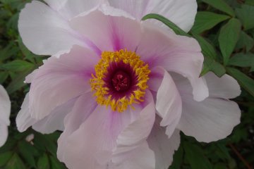 There are at least four dozen different species of peonies in the garden