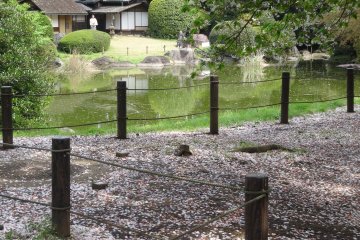 <p>Cherry blossoms litter the path that rings the main pond</p>