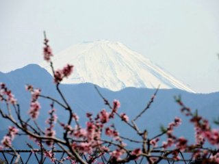 Gunung fuji dengan persik mekar