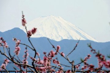 <p>Mount Fuji with peach blossoms</p>