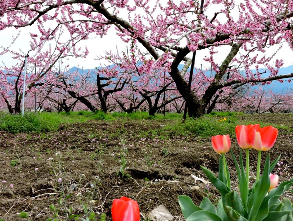 Red tulips bordered this peach orchard