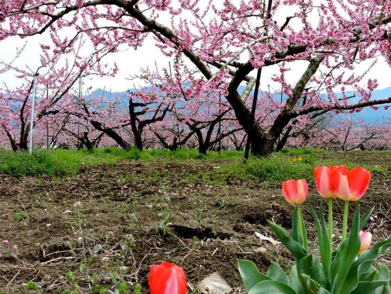 <p>Red tulips bordered this peach orchard</p>