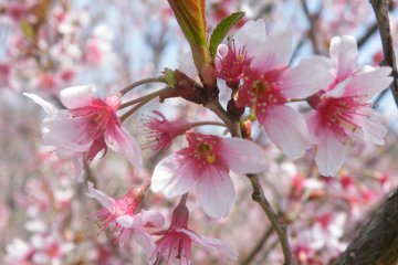 <p>There are several different varieties of cherry blossoms on these hills</p>