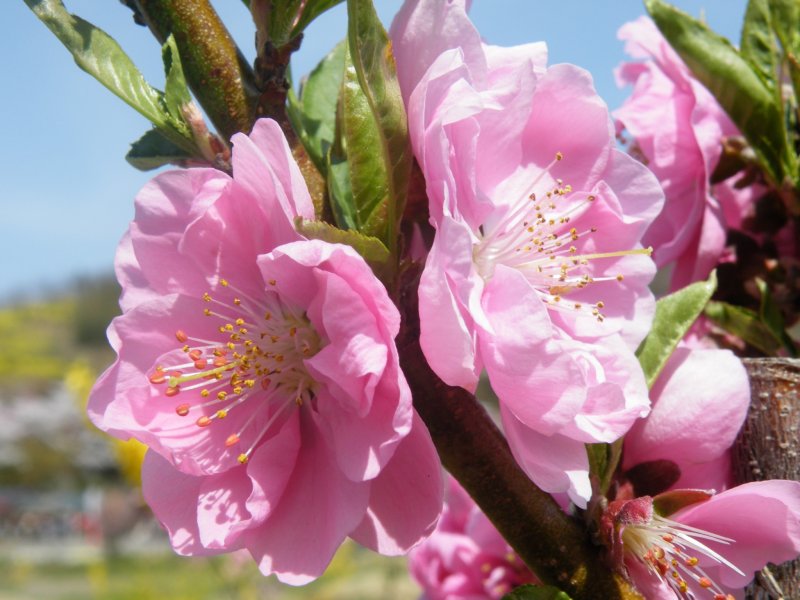 <p>The peach blossoms are incredibly beautiful</p>