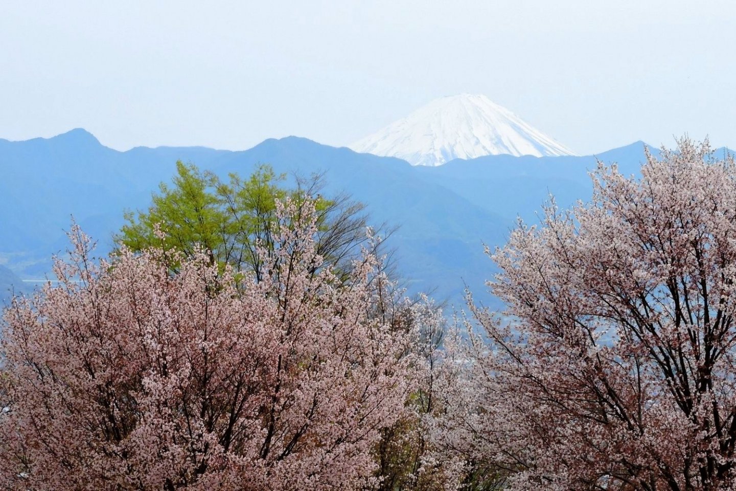 Cherry blossom, blue mountains and Mount Fuji in the distance