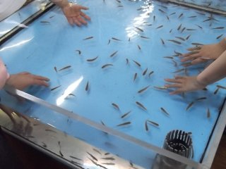 Doctor Fish will nibble your hands clean