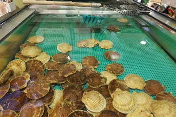 <p>หอยเชลล์ในบ่อใหญ่ใจกลางร้าน อาโอโมริโฮตาเตะโกยะ พร้อมรอให้คุณมาตก</p>