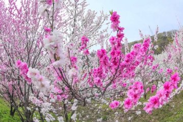 Peach Blossoms near JR Kadohara St.