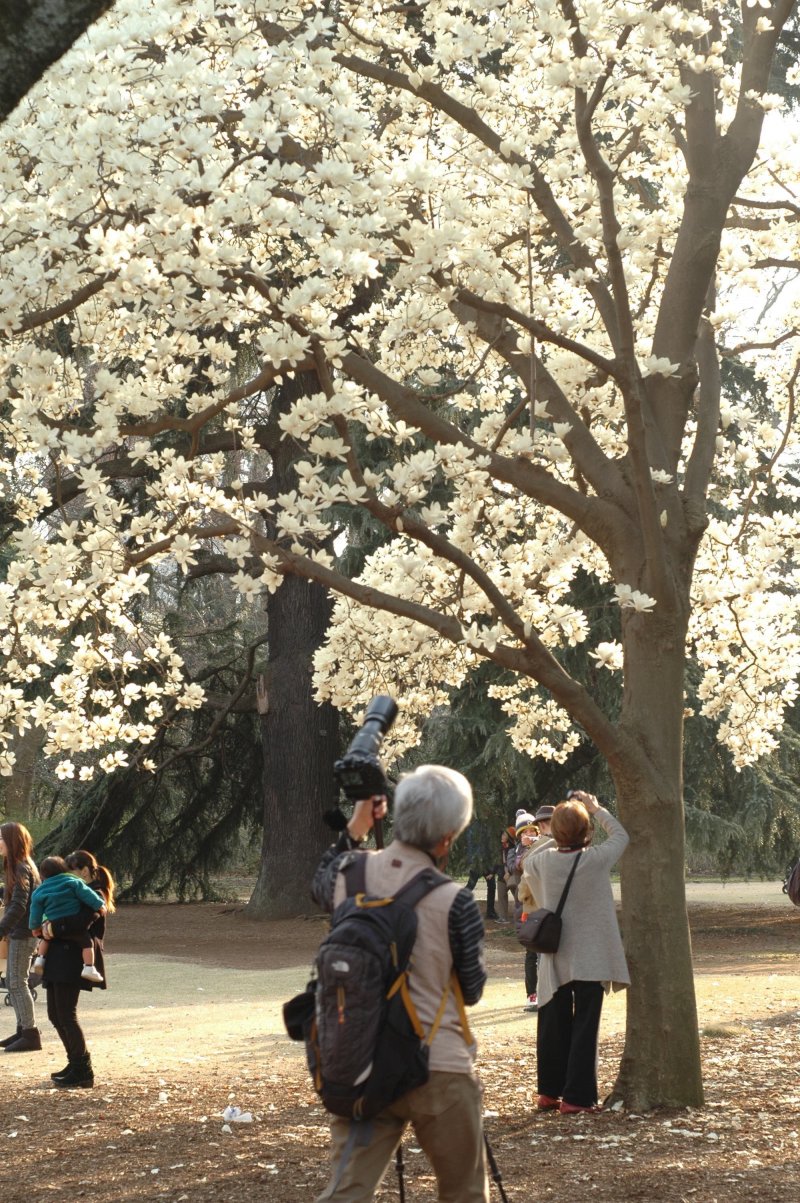 <p>The large flowers that blossom on this magnolia tree are said to date back to the Edo era.</p>