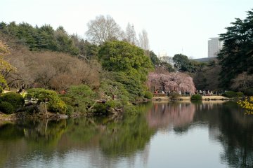 <p>Pink blossoms reflecting on the placid waters of one of the park&#39;s many ponds.</p>