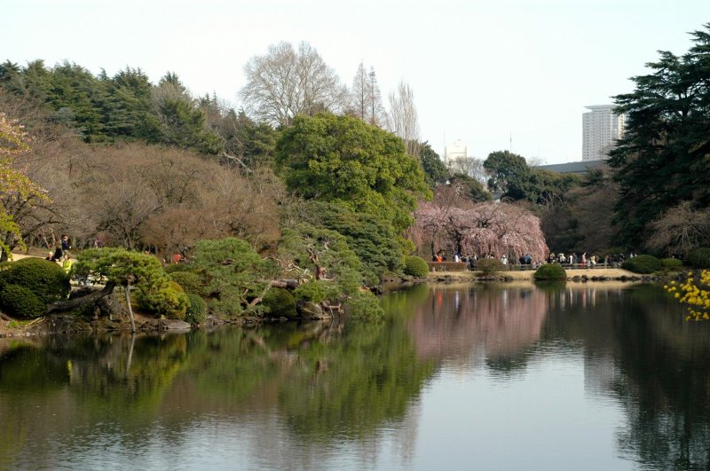 Розовое цветение отражается в безмятежных водах одного из парковых прудов.