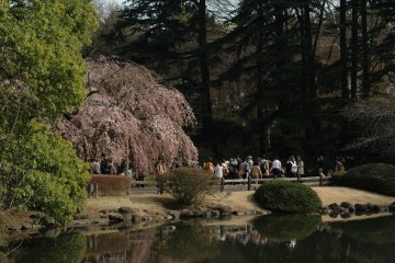 <p>Visitors can enjoy spring&#39;s various offerings in a serene environment.</p>