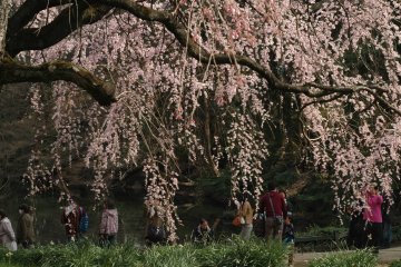 В парке цветет порядка 65 видов сакуры и около 1100 деревьев.