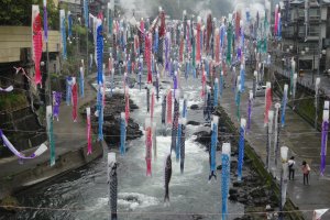 The streamers run for about half a kilometer along the river