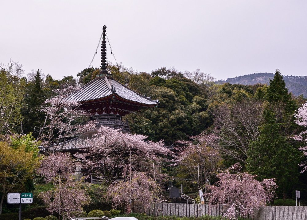 The two-story tower is surrounded by cherry trees