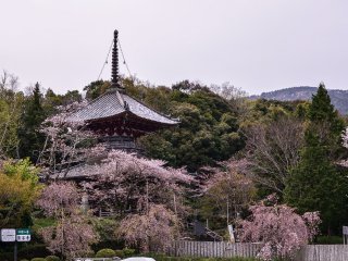The two-story tower is surrounded by cherry trees