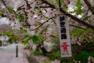<p>Foot path under cherry blossoms</p>
