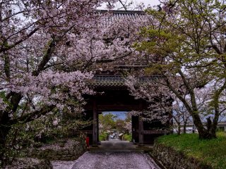 The cherry tunnel behind the entrance gate