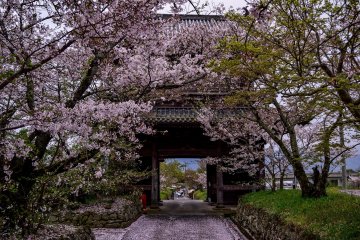 <p>The cherry tunnel behind the entrance gate</p>