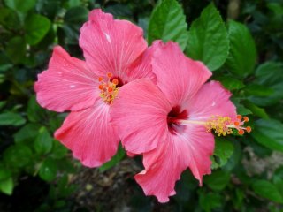 Розовые цветы гибискуса на острове Такетоми
