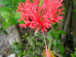 Bunga merak? Buddleja? Saya hanya menemukan bunga ini di satu atau dua area saja di Taketomi. Tapi ini adalah bunga yang cantik menurut saya.