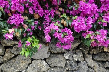 <p>Бугенвилия - это популярная достопримечательность, растущая на всех каменных стенах острова</p>