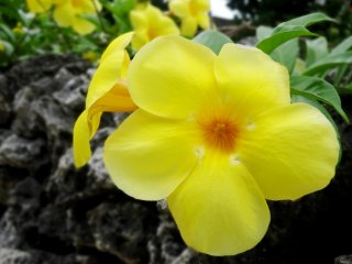 Lúc đầu, tôi nghĩ rằng đây là "mirabilis jalapa" (hoa bốn giờ) nhưng vì chúng có nguồn gốc ở Peru, điều đó có lẽ sai. Suy nghĩ ??
