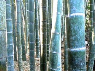 鎌倉報国寺の竹林