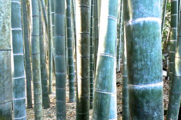 <p>The bamboo grove at Hokokuji Temple, Kamakura</p>