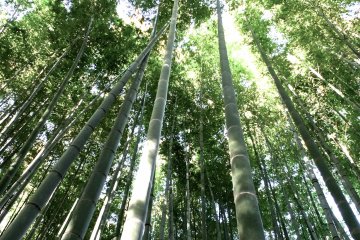<p>Fresh green bamboo at&nbsp;Hokokuji Temple, Kamakura</p>