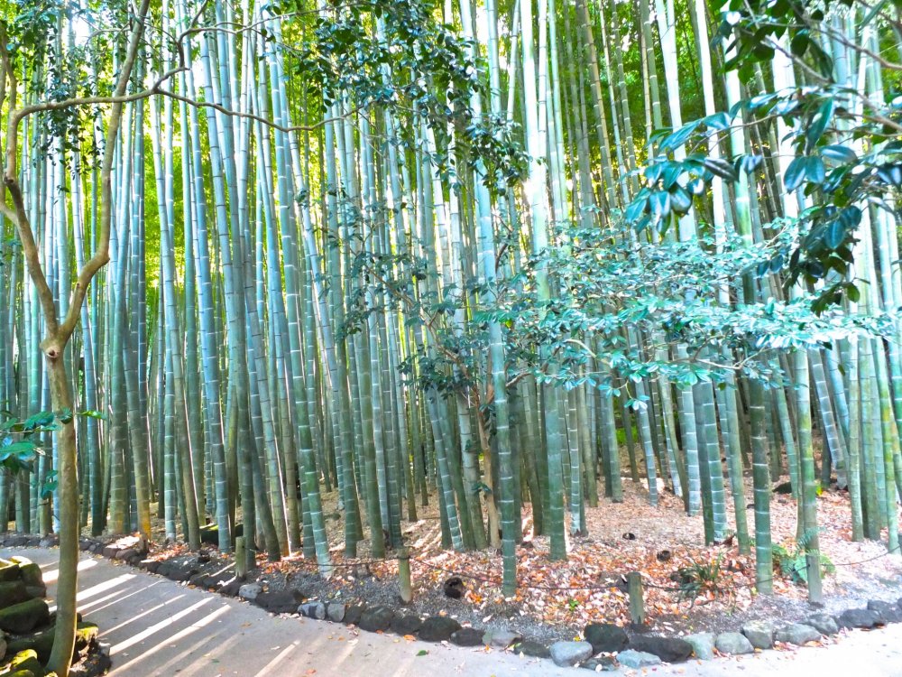 Melangkah kembali sambil melihat-lihat hutan bambu di Kuil Hokokuji, Kamakura