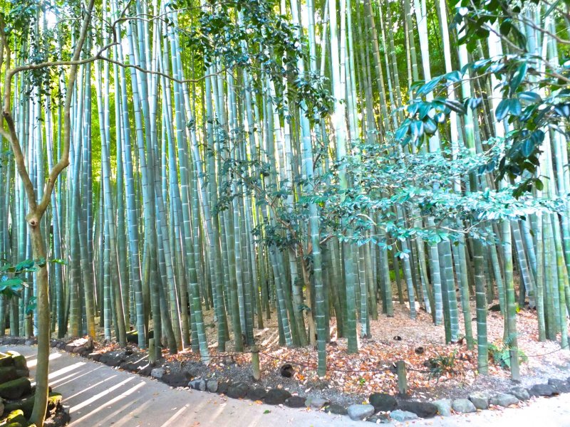 <p>Stepping back at taking a look at the bamboo grove&nbsp;at Hokokuji Temple, Kamakura</p>