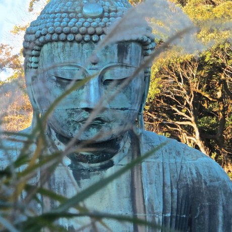Kamakura's Daibutsu: Early December