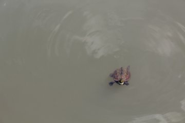 <p>A curious baby turtle came to say hello</p>