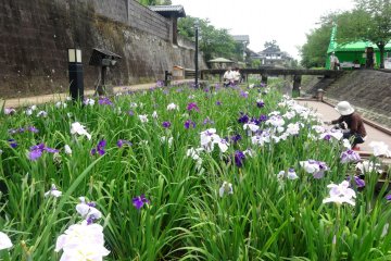 <p>Over 66,000 bulbs in total bloom during the festival</p>