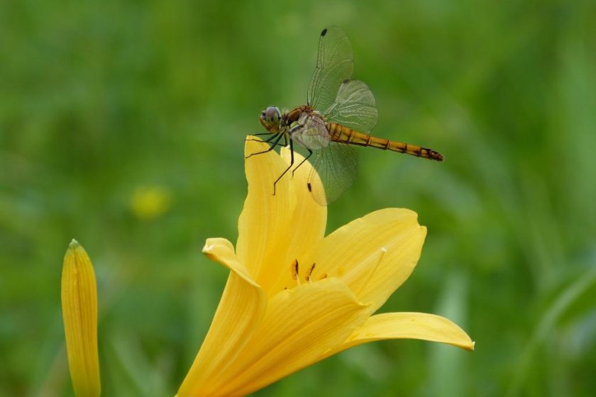 A day lily and a dragonfly
