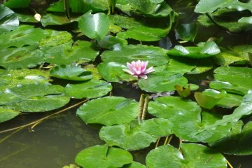 A lotus flower is gracefully blooming