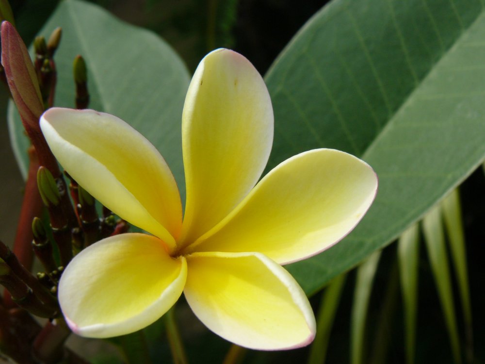 Цветок плюмерии, также известной как франжипани