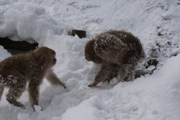 <p>snow fight! ภาพขำๆของการเล่นกันแบบลิงๆของลิงรุ่นเล็ก</p>