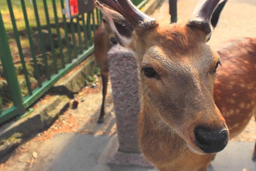 Regardez la vidéo et apprenez-en plus à propos des adorables daims du parc de Nara !