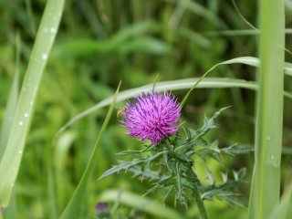 June is the perfect season to catch thistles blooming all over the wetland