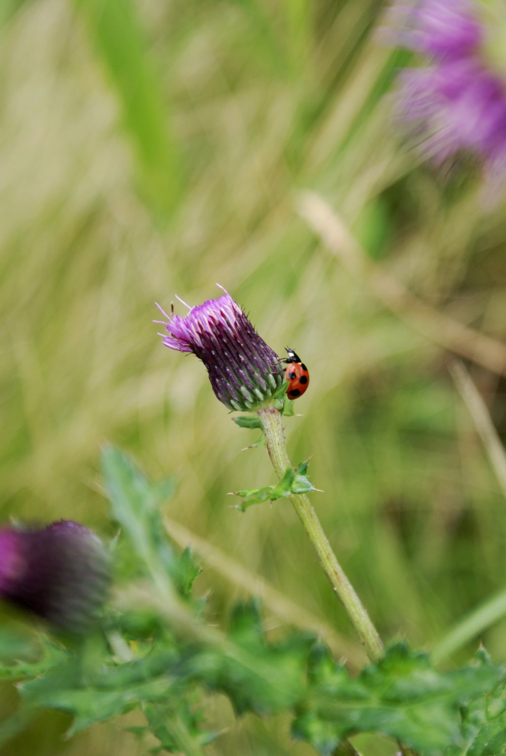 A ladybug clings to a flower in the Tadewara&nbsp;Wetlands