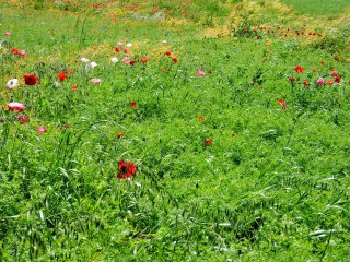 Poppies in a green field