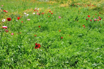 <p>Poppies in a green field</p>